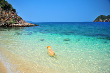 Fototapeta na wymiar Golden Retriever Dog Relaxing on Beach 