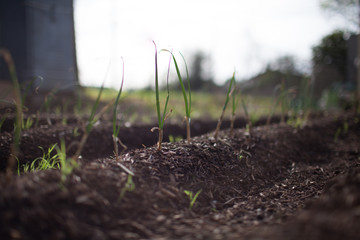 Sprouting Crops