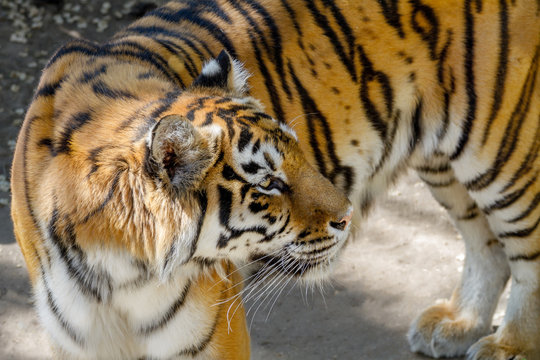 animal beautiful young tiger