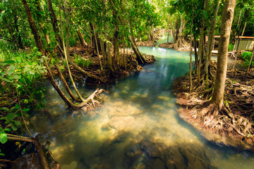 mangrove forests Thailand destination,travel krabi Thailand