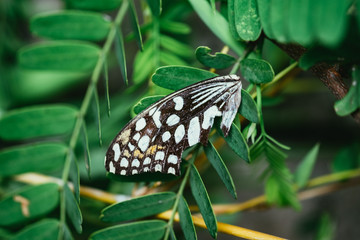 Butterfly wings on the green leaf tree