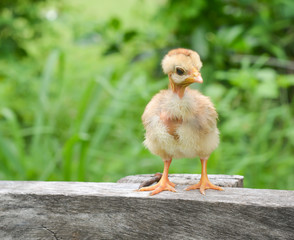 chick  on wood and green nature