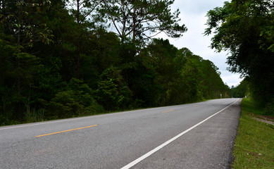 Open road among the tree
