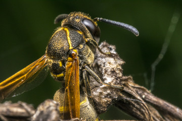 Wasp coming out from cocoon