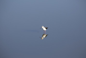 Black-winged Stilt (Himantopus himantopus) on the water