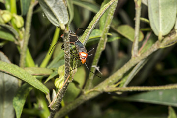 Small red dysdercus hemiptera bug