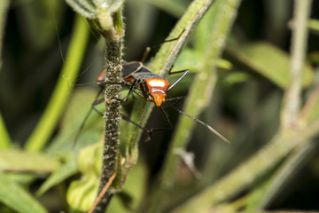 Small red dysdercus hemiptera bug
