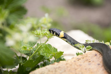 The snake is ordinary. Natrix natrix 