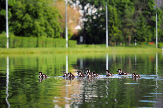 Little ducklings flock swim in the lake. The idyllic landscape