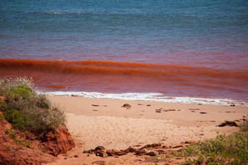Red waves breaking on beach at high tide at James Price Point, Kimberley, Western Australia