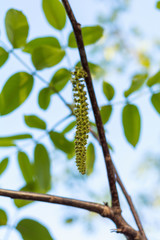 Spring blossoms tree walnuts with young green leaves on blue sky backgrounds, selective focus