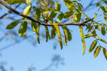 Spring blossoms tree walnuts with young green leaves on blue sky backgrounds, selective focus