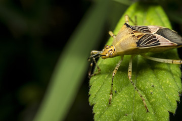 Yellow hemiptera bug on a leaf