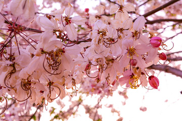 Cassia bakeriana, spring blossom with the pink flower like sakura