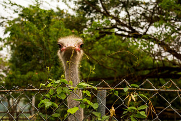Ostrich bird close up behind the cage