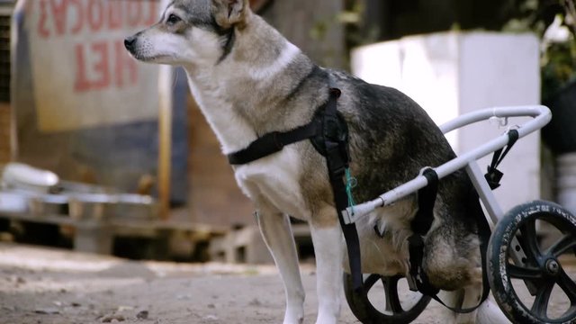 Animal shelter. A nice little mongrel dog who is in a wheelchair for animals. HD