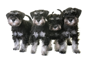 puppies miniature schnauzer