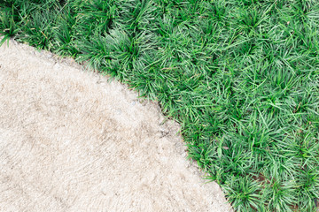 Fototapeta premium Ophiopogon japonicus grass and concrete walkway