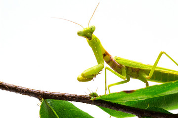 Mantis on green leaf on white background. Green mantis on tree branch.