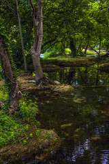 Forest, Tree and River