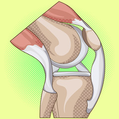 Fototapeta premium Anatomy. Structure knee joint vector pop art design