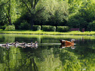 Duck with ducklings swimming in the lake in city Park. The idyllic landscape