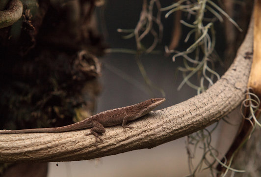 Brown anole also called the Bahaman anole or Anolis sagrei