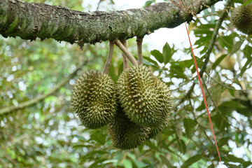 durian