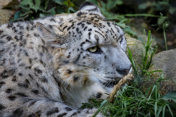 Fototapeta na wymiar Snow leopard - ユキヒョウ３