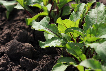 Young green beetroot plans on a path in the vegetable garden
