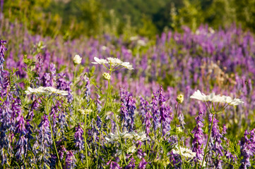 Champ de lavande