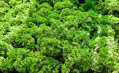 Pattern of leaves green
