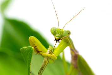 Green mantis catches and eats bug. Mantis on green leaf on white background.