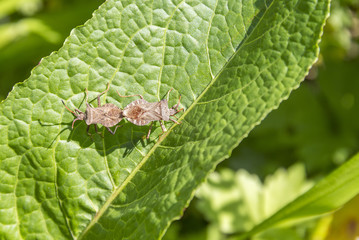 copulating dock bugs