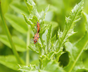 two copulating firebugs