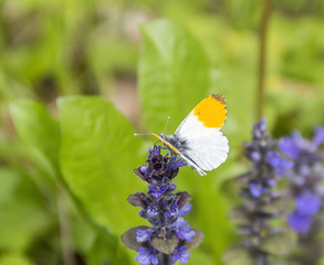 orange tip butterfly