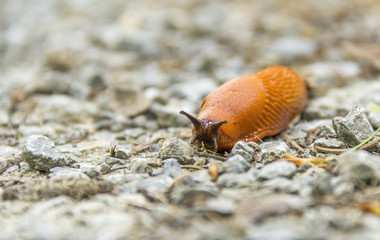 Red slug