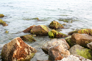 Fototapeta na wymiar Green algae on a rock in the middle of the sea