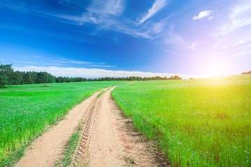 Obraz premium beautiful field and road