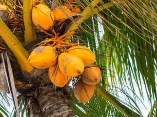 Fototapeta premium Yellow coconut on palm tree. Golden Malayan Dwarf palm tree. Golden coconut closeup.