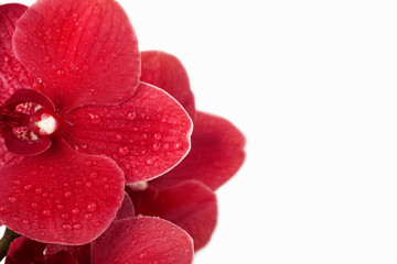 Red orchid flower