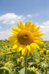 Fototapeta premium Sunflower field and sky