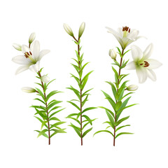 Fototapeta na wymiar White lilies with green stem and leaves. Set of realistic flowers. Colorful floral vector illustration.
