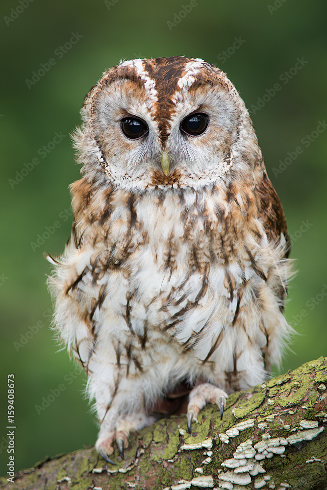 Aufkleber A very close full length portrait of a tawny owl with ruffled feathers facing forward and perched on a branch in upright vertical format