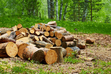 A pile of firewood in the forest. The concept of nature protection, environment, destruction of forests, harvesting of wood