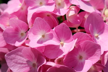  красивый цветок гортензия на размытом фоне, розового...