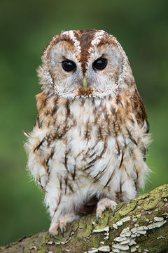 A very close full length portrait of a tawny owl with ruffled feathers facing forward and perched on a branch in upright vertical format