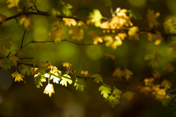 frame of autumn leaves