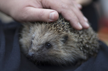 A young hedgehog with curiosity looks around from under the palm of the person.