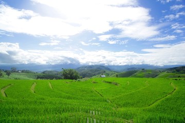 Fototapeta na wymiar Field of view of the field at Pa Bong Piang Chiang Mai, Thailand